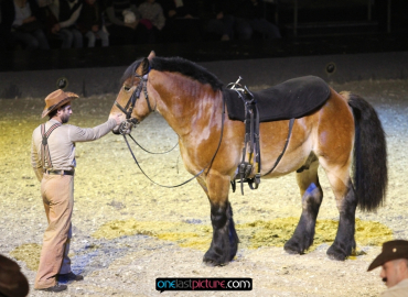 foto_apassionata_der_traum_onelastpicture.com2